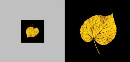 6a00d83451e51669e200e54f81c62c8834-800wi